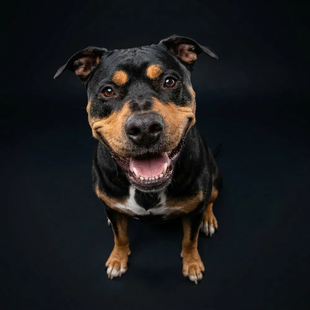 Negra — Chien d'entreprise chez Scafa Thermoforming GmbH